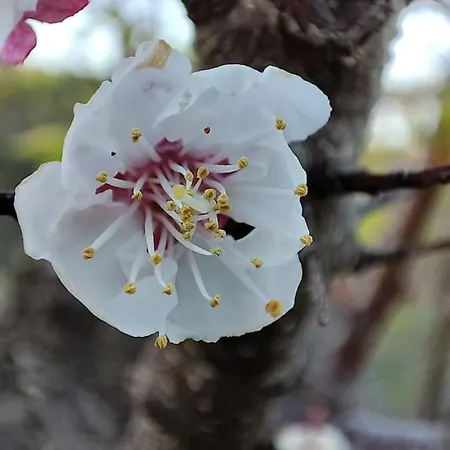 Ulivella *