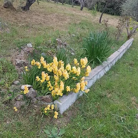 Holiday home Ulivella