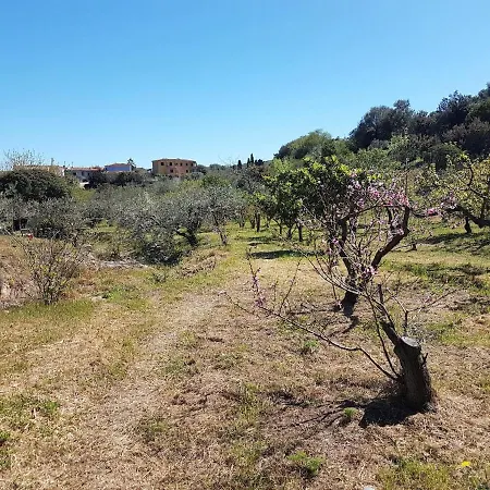 Ulivella Holiday home